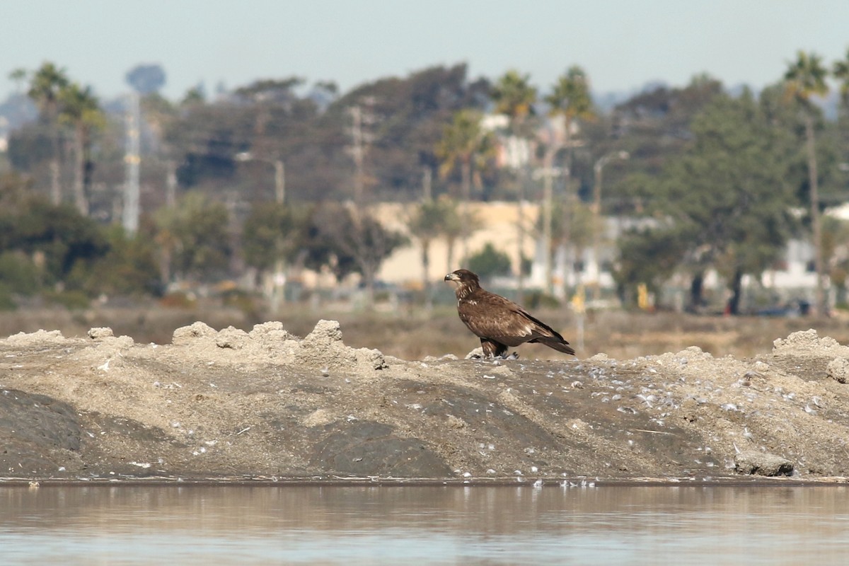 orel bělohlavý - ML645918944