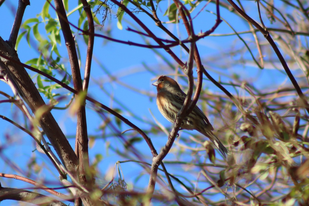 husrosenfink - ML645918945