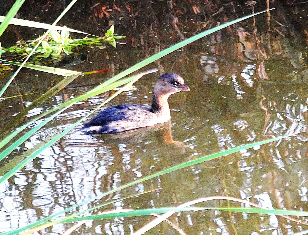 ringnebbdykker - ML645918946