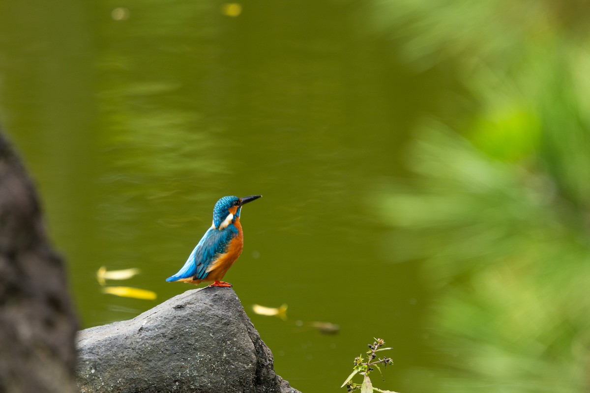 isfugl (atthis gr.) - ML645918950