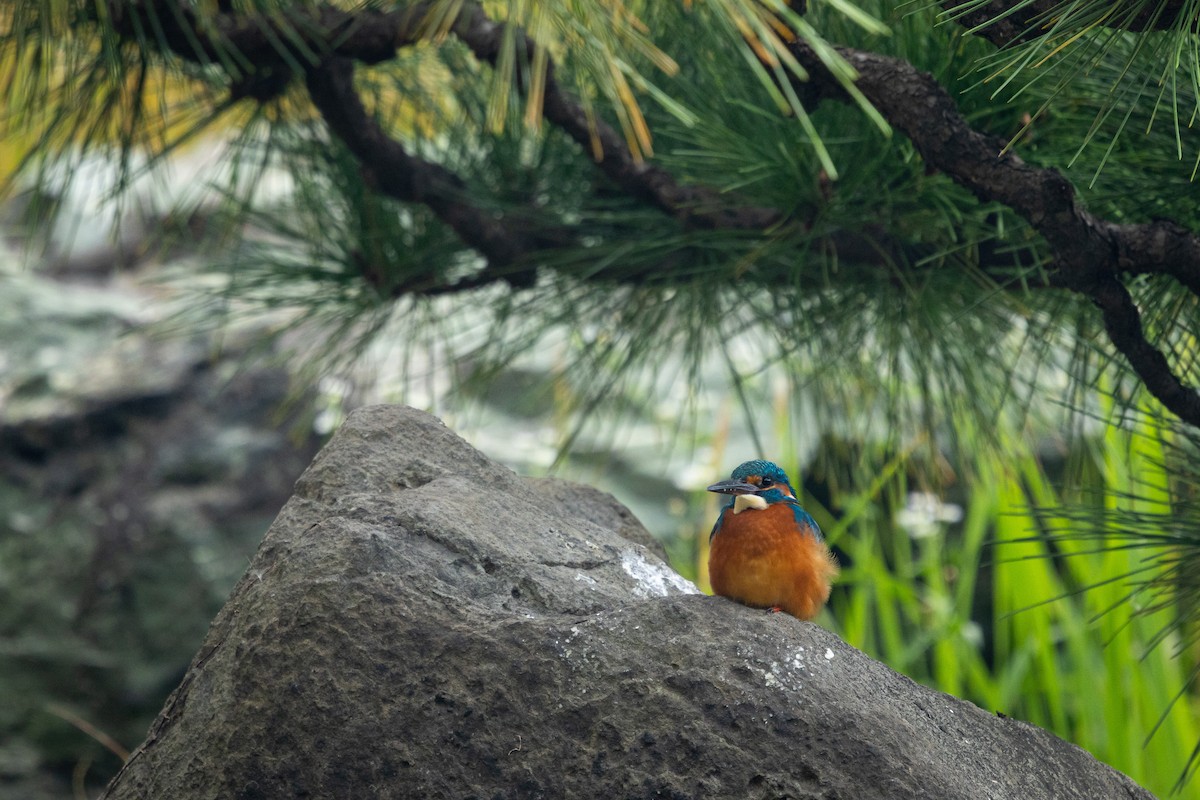 isfugl (atthis gr.) - ML645918951