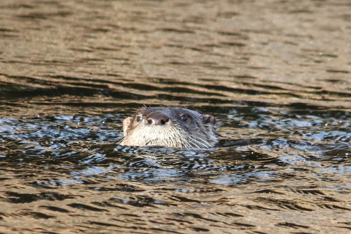 North American River Otter - ML645918957