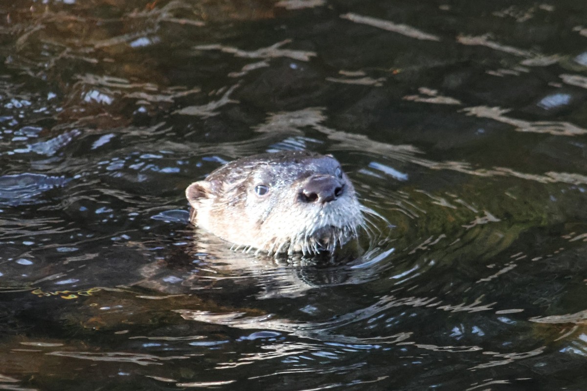 North American River Otter - ML645918959