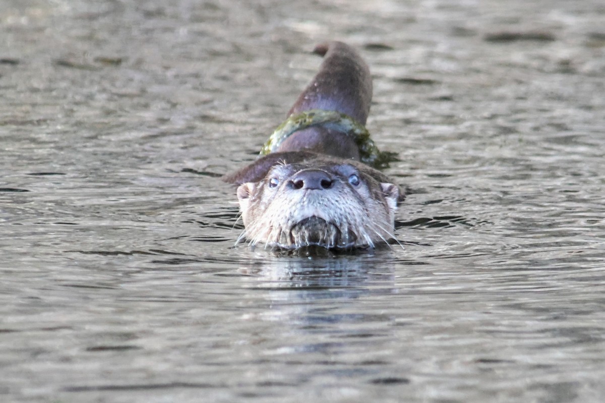 North American River Otter - ML645918961