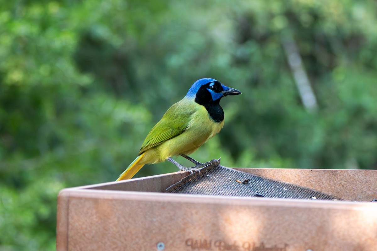Green Jay - ML645918962