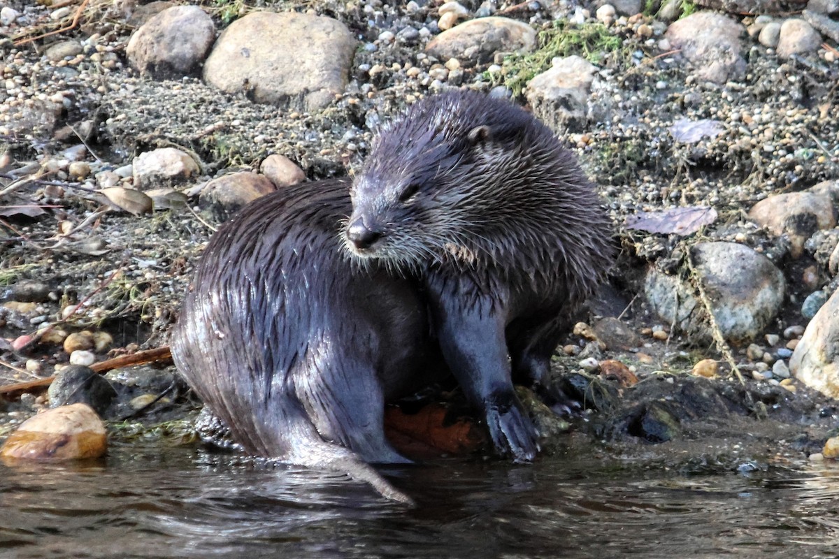 North American River Otter - ML645918963