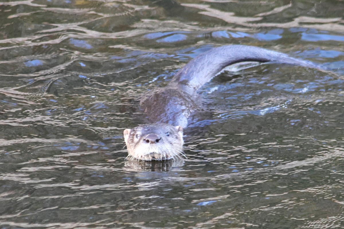 North American River Otter - ML645918964