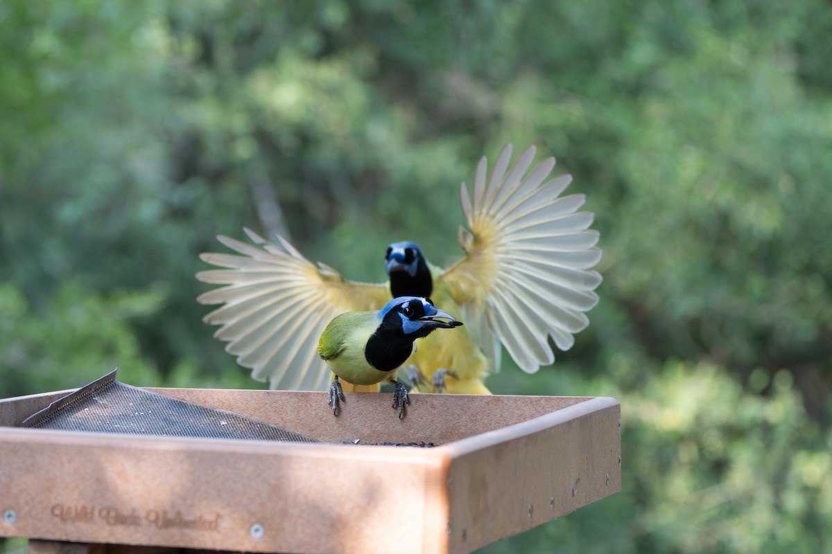 Green Jay - ML645918965