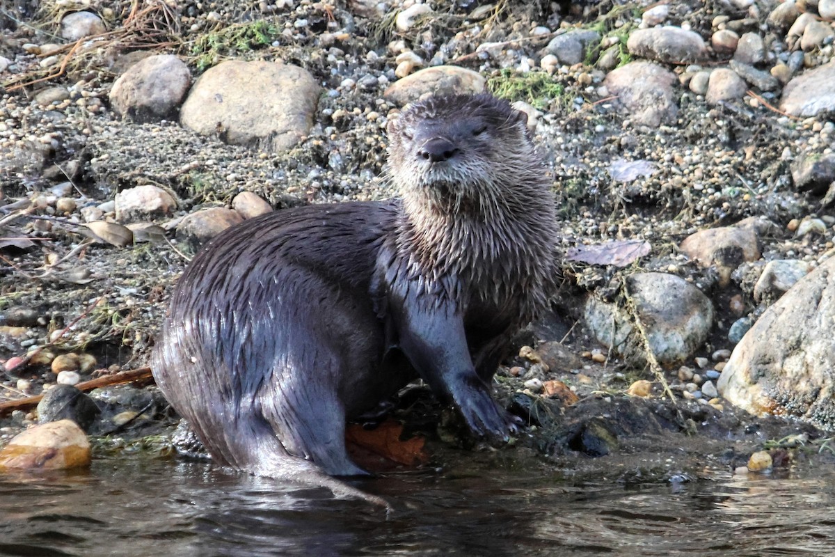 North American River Otter - ML645918966