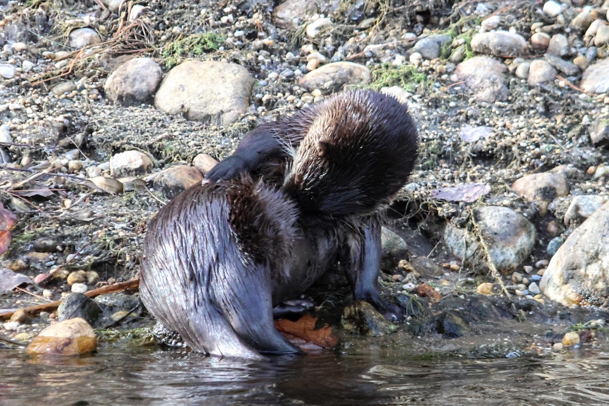 North American River Otter - ML645918967