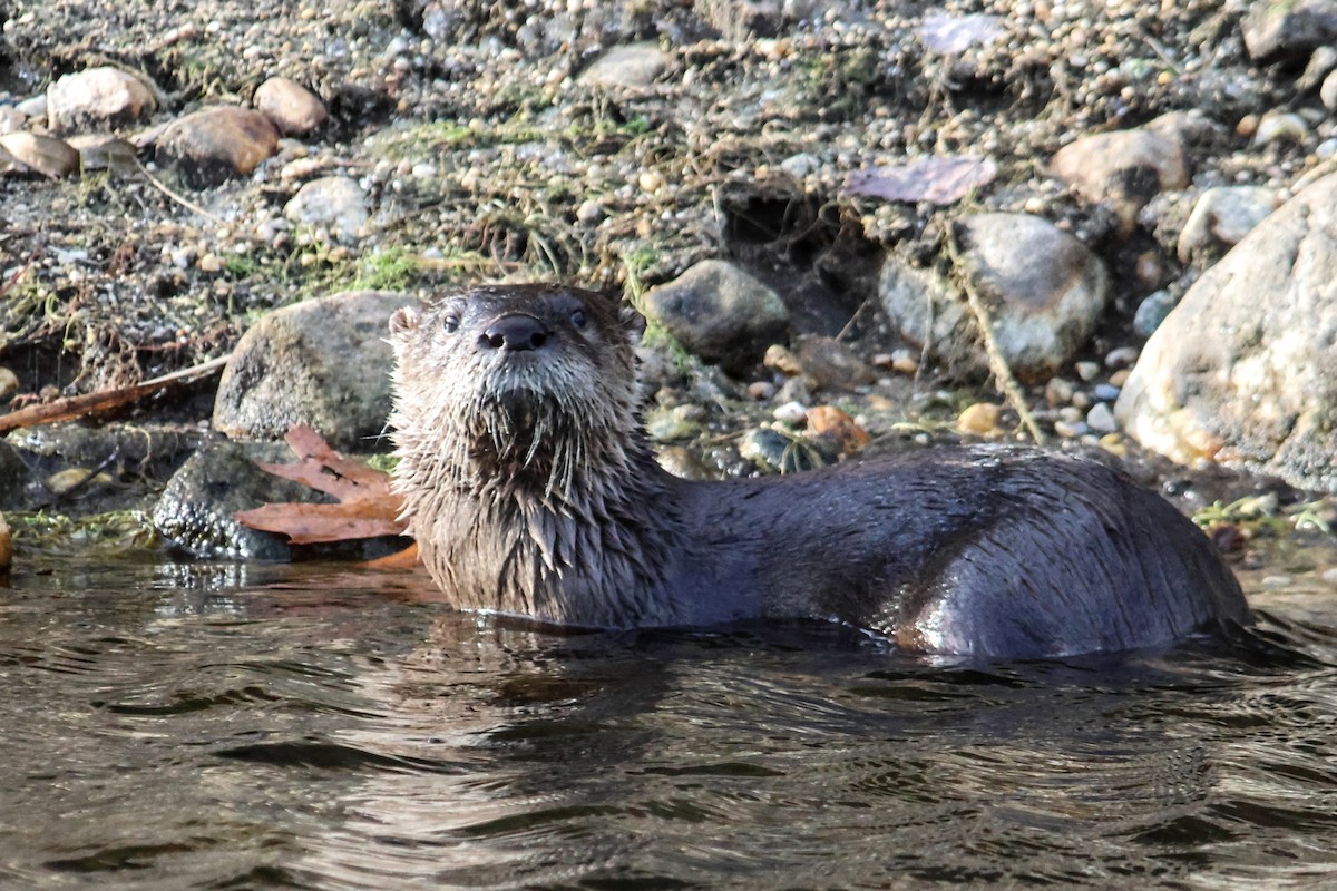 North American River Otter - ML645918968