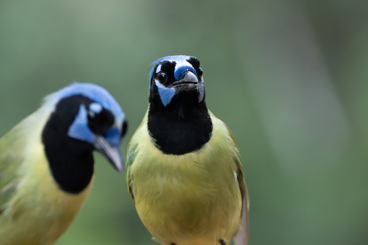 Green Jay - ML645918969
