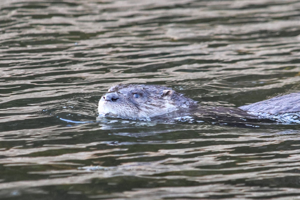 North American River Otter - ML645918970