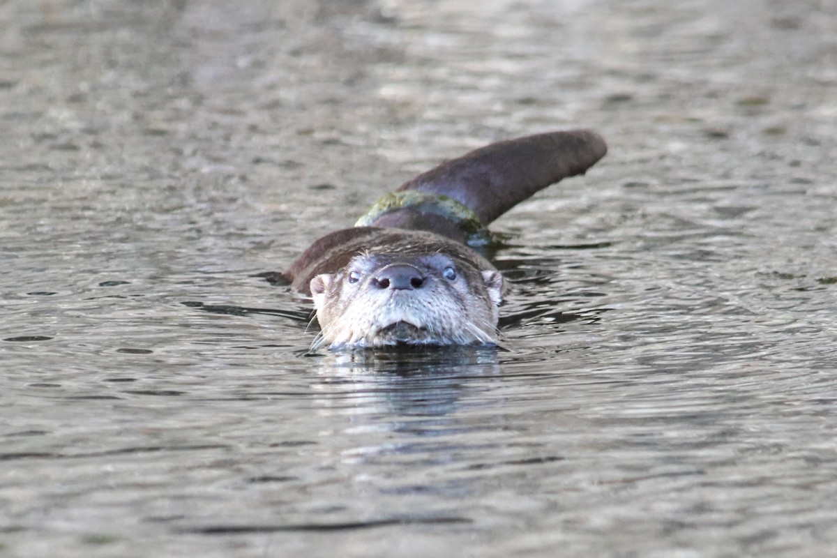 North American River Otter - ML645918971