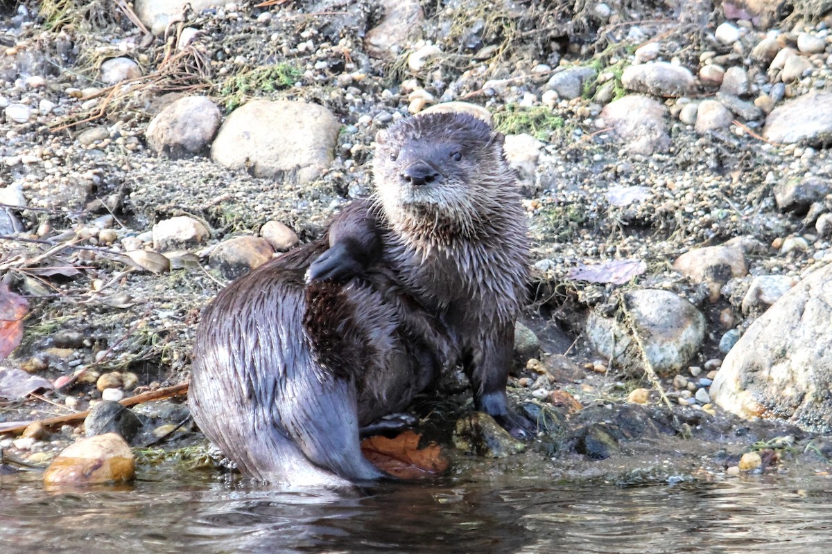 North American River Otter - ML645918972