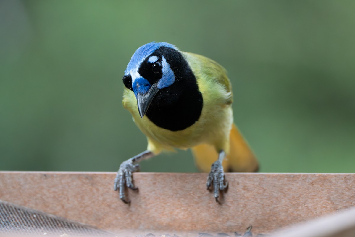 Green Jay - ML645918973