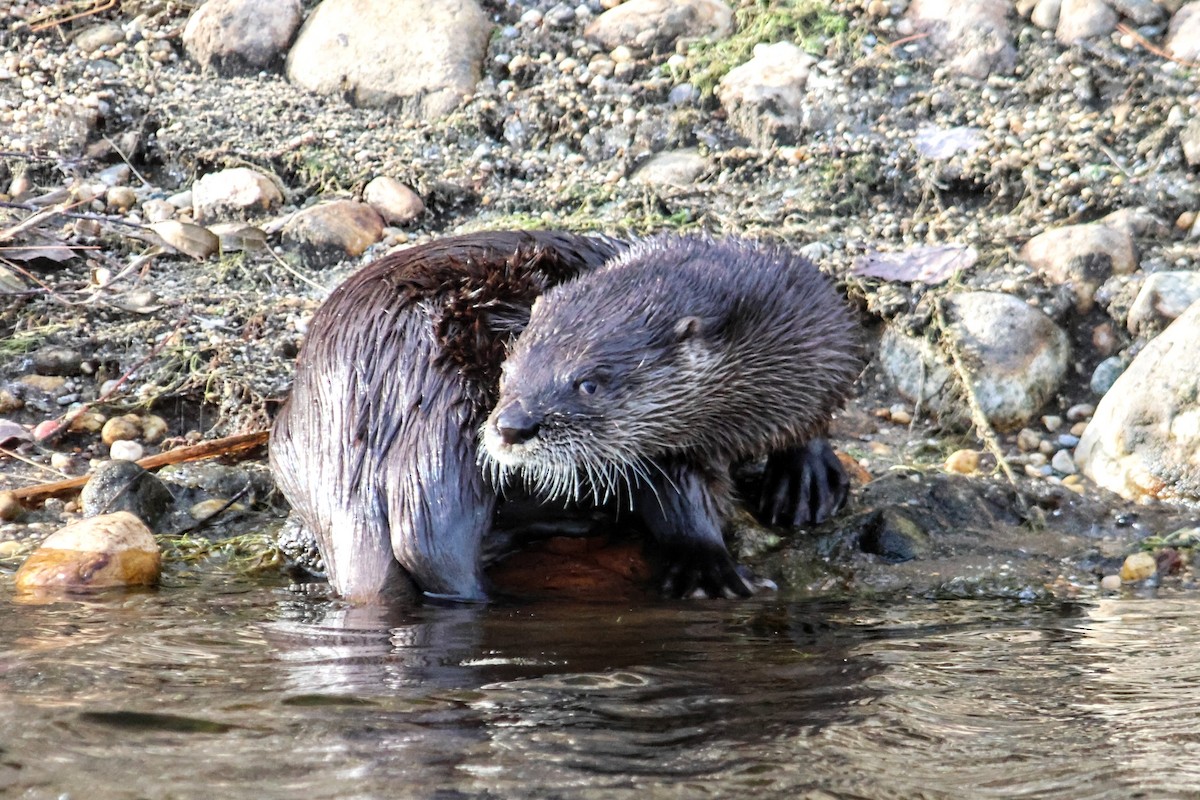 North American River Otter - ML645918974
