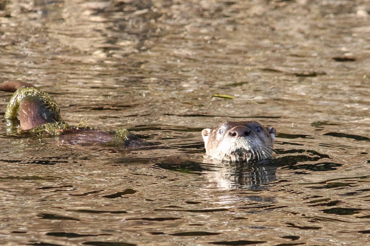 North American River Otter - ML645918975