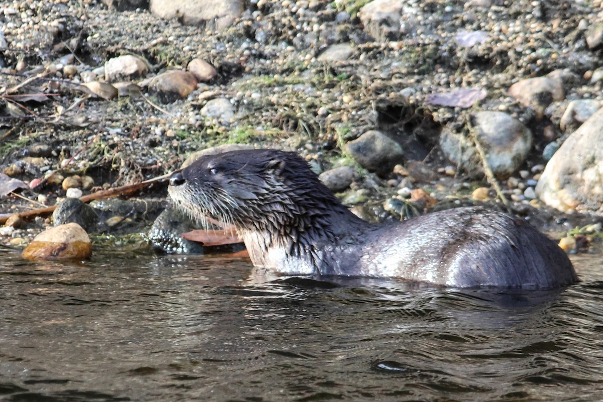 North American River Otter - ML645918976