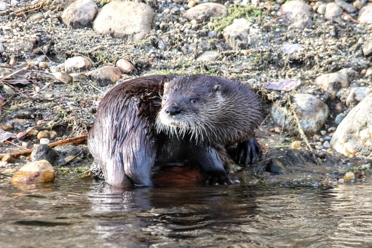 North American River Otter - ML645918977