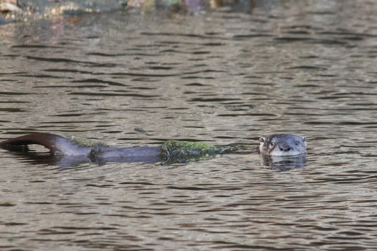 North American River Otter - ML645918978