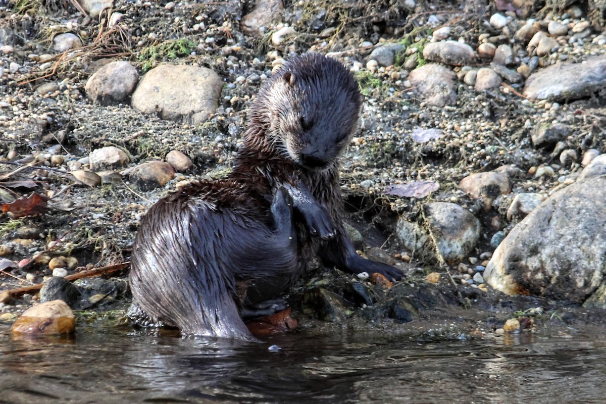 North American River Otter - ML645918979