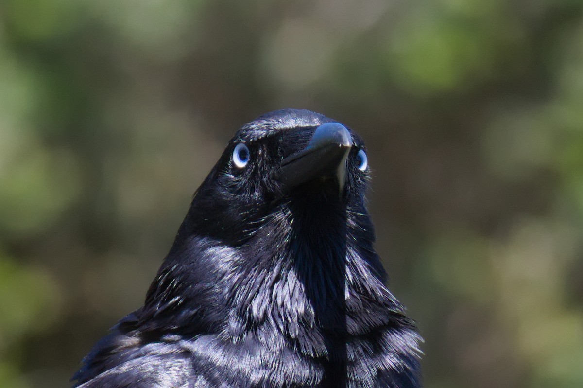 ミナミコワタリガラス - ML645918981