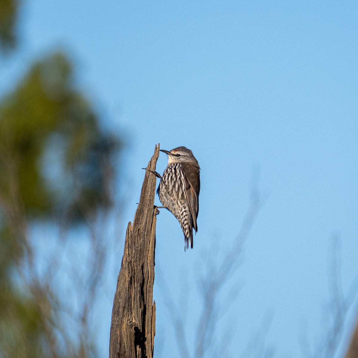 Weißbrauen-Baumrutscher - ML645918983