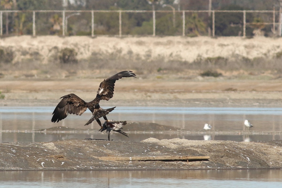 orel bělohlavý - ML645918984