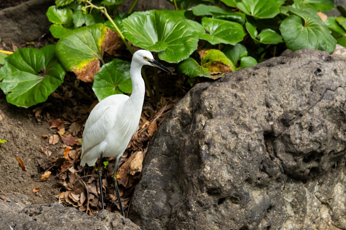 silkehegre (garzetta) - ML645918988