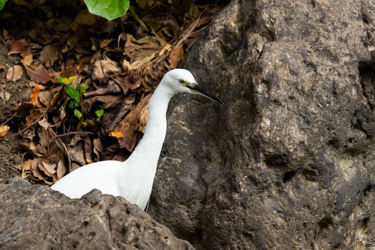 silkehegre (garzetta) - ML645918989