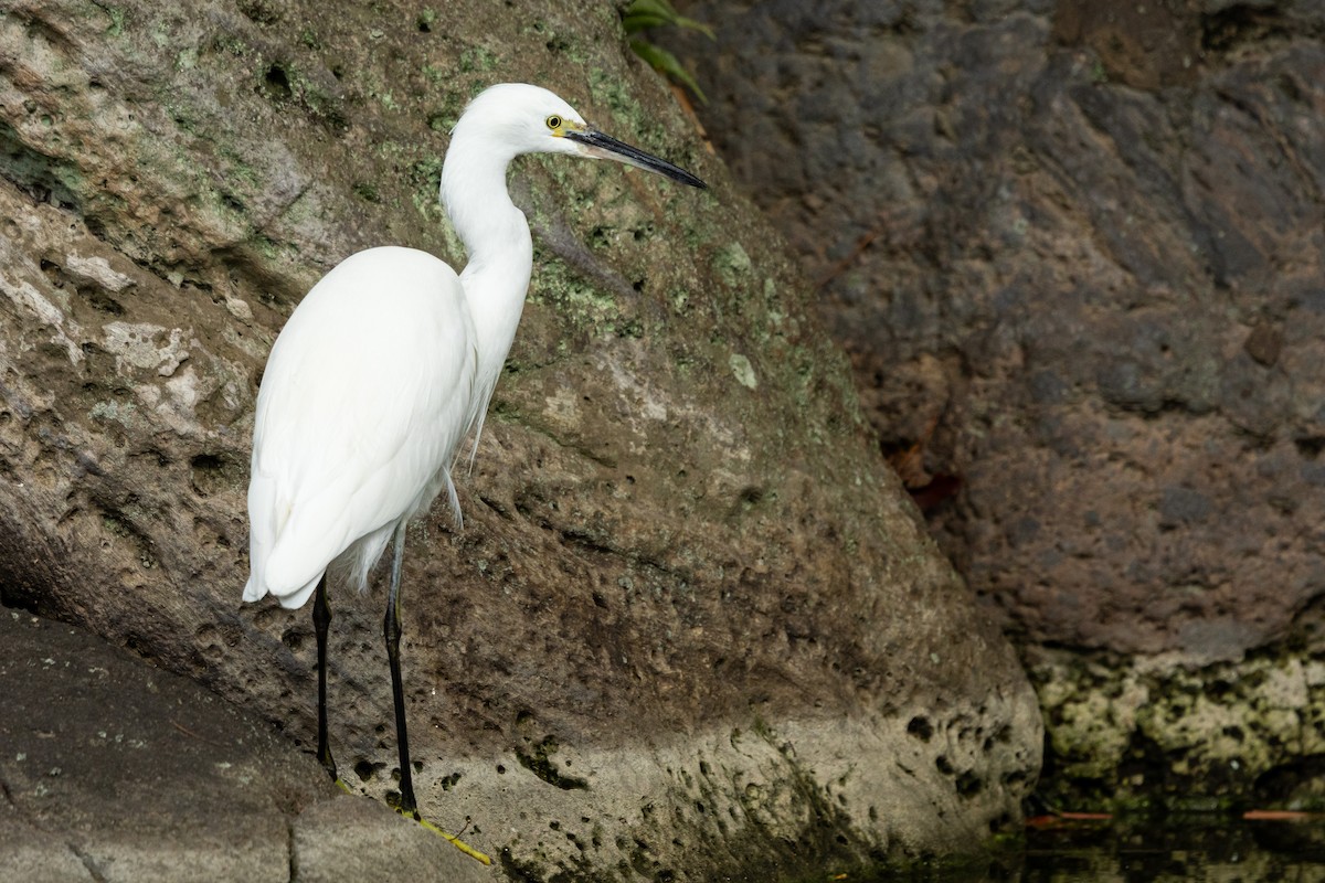 silkehegre (garzetta) - ML645918990