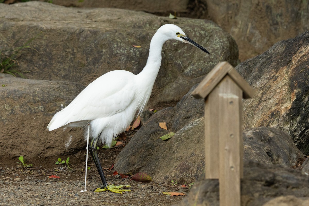 silkehegre (garzetta) - ML645918991