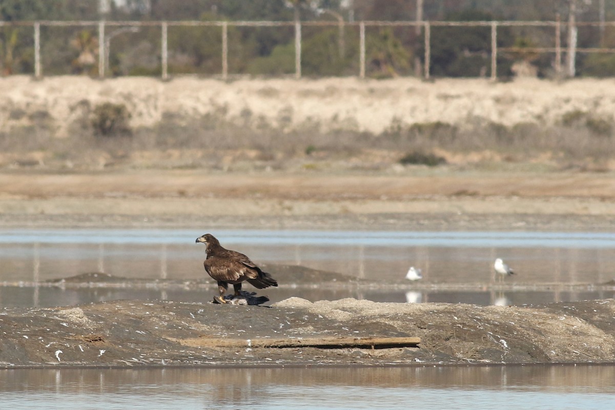 orel bělohlavý - ML645918992