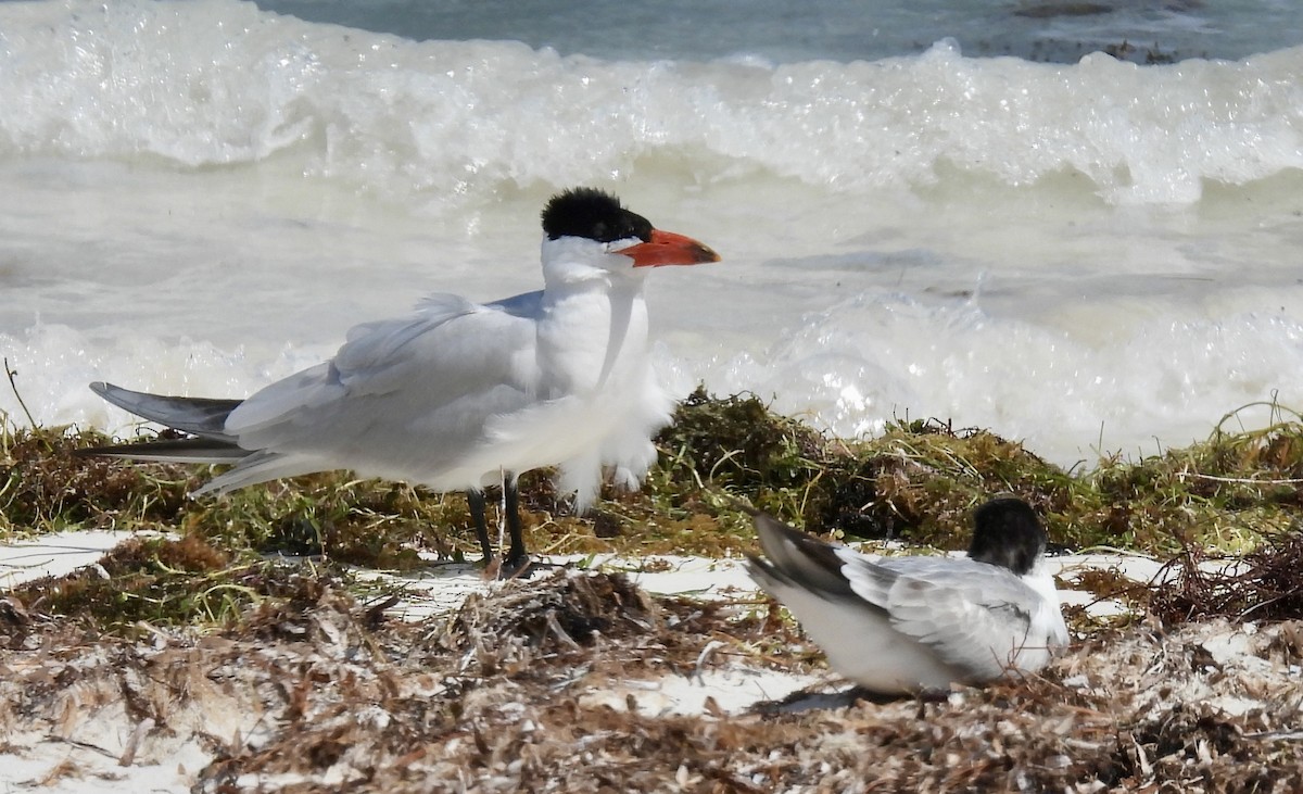 Caspian Tern - ML645919001