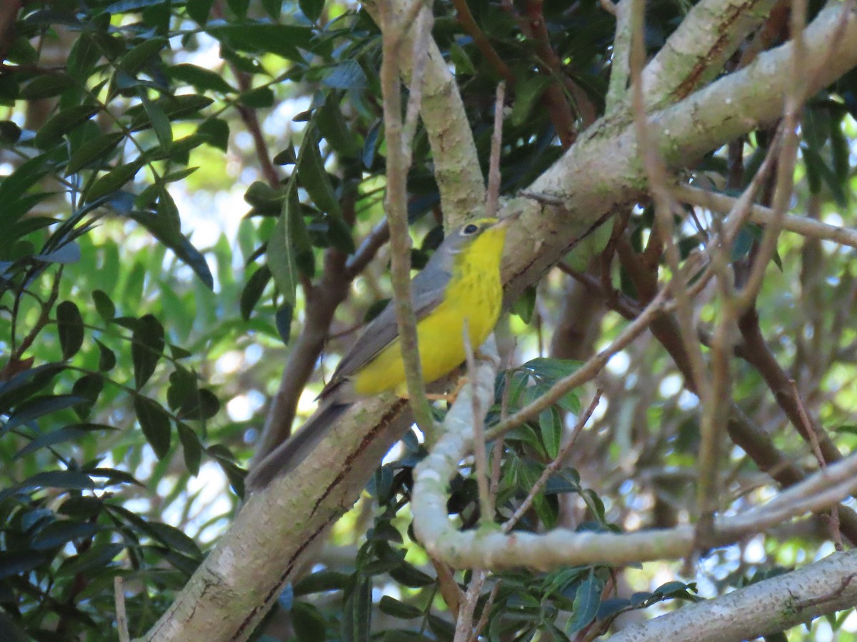 Canada Warbler - ML645919022