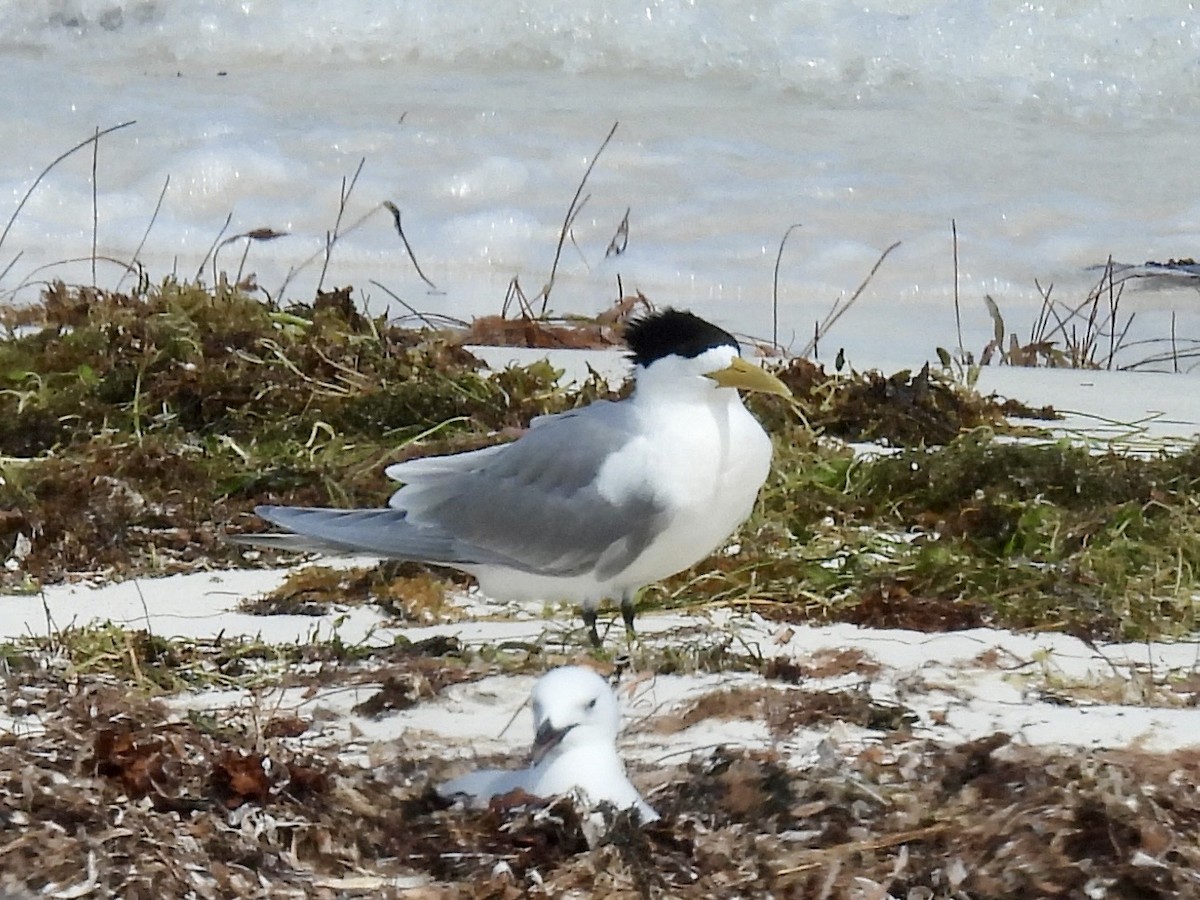 Great Crested Tern - ML645919026