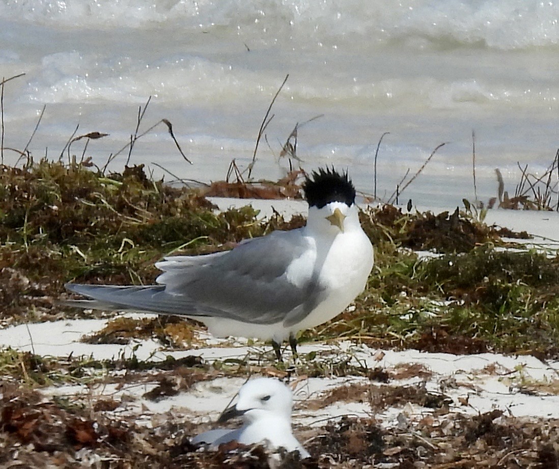 Great Crested Tern - ML645919027