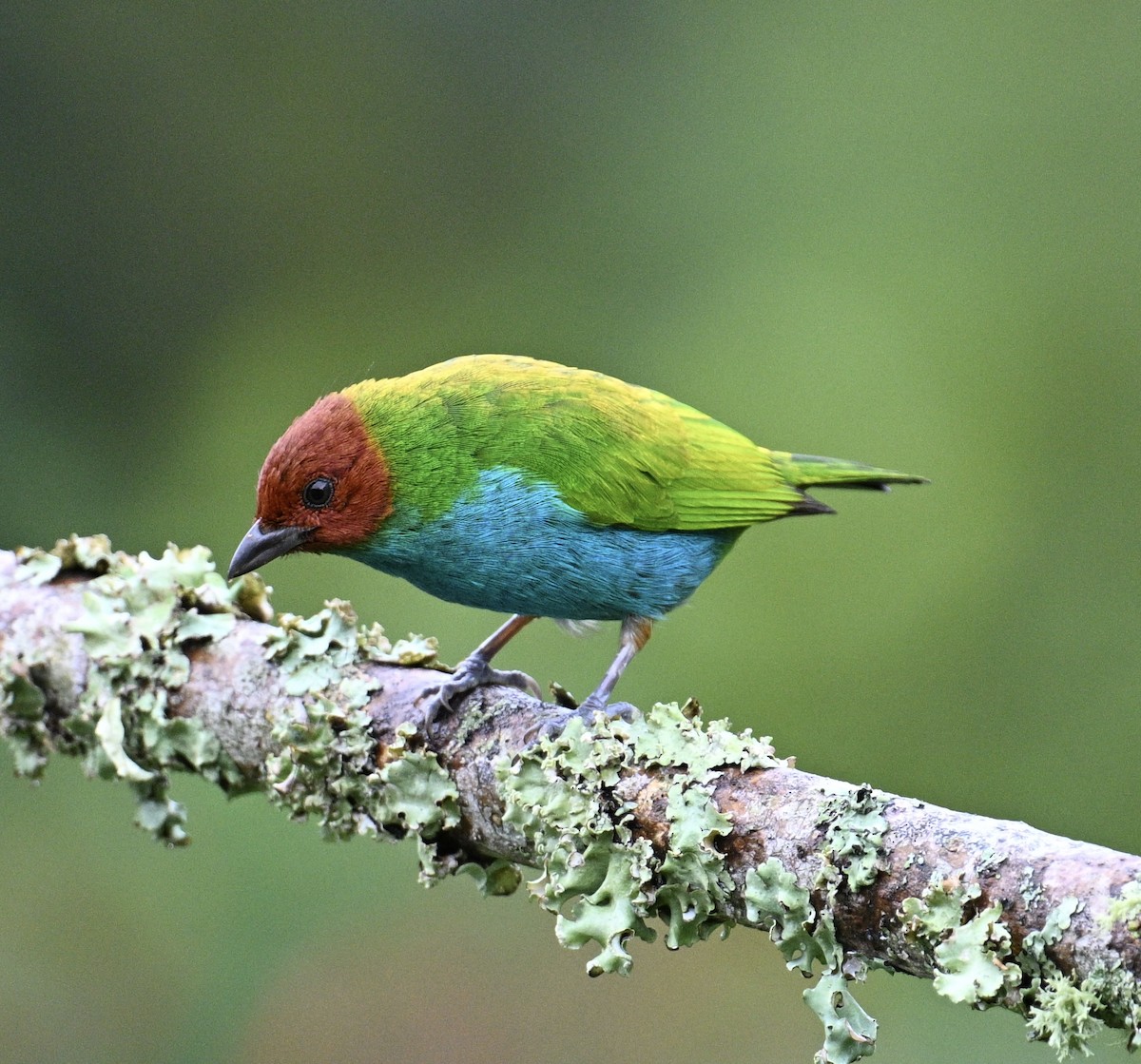 Bay-headed Tanager - ML645919047