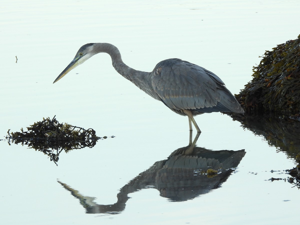 Amerika Gri Balıkçılı - ML645919054