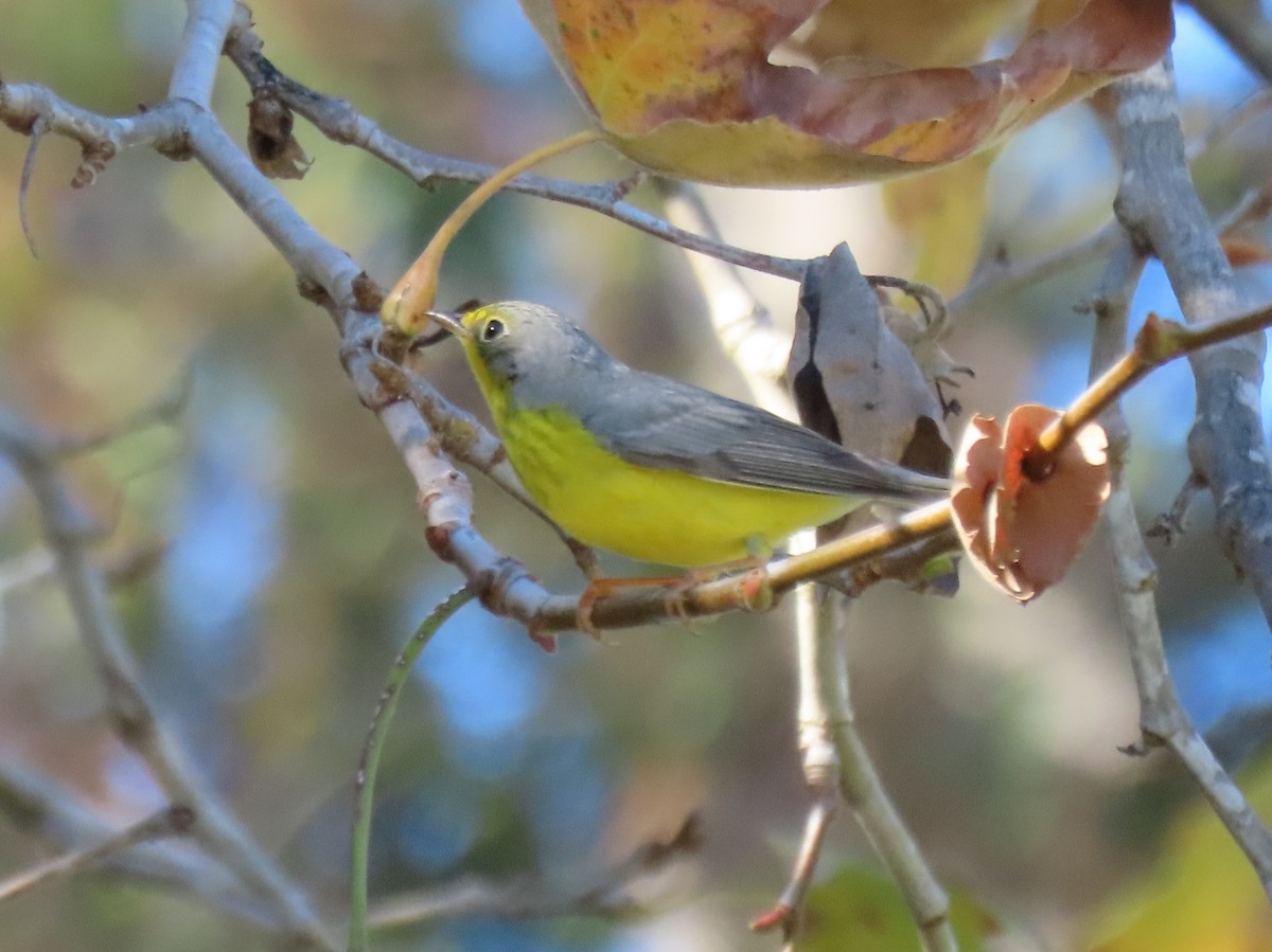 Canada Warbler - ML645919058