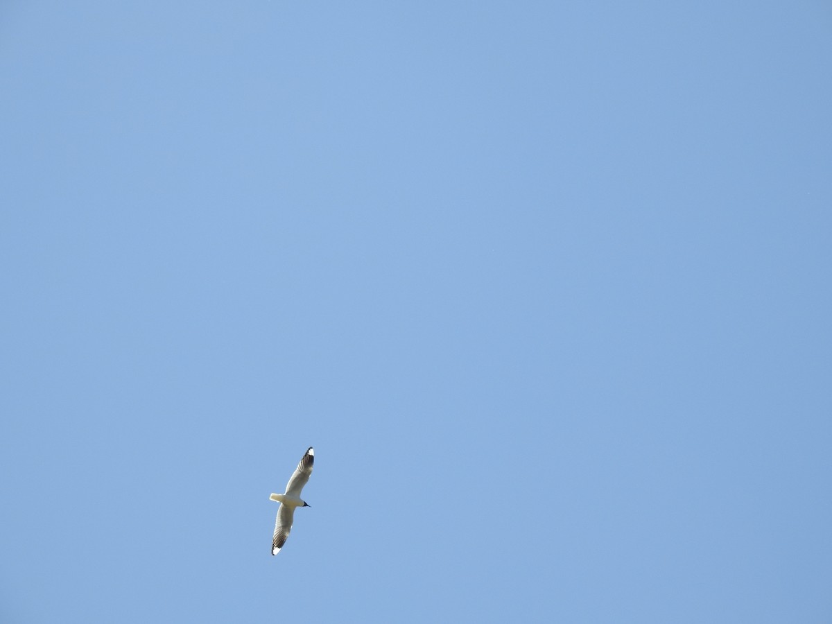 Mouette des Andes - ML645919059