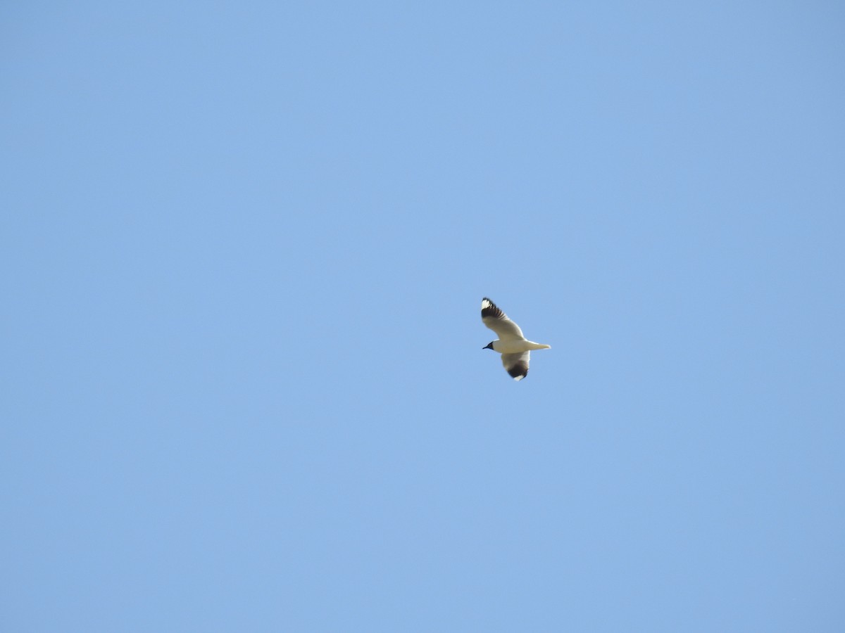 Mouette des Andes - ML645919063