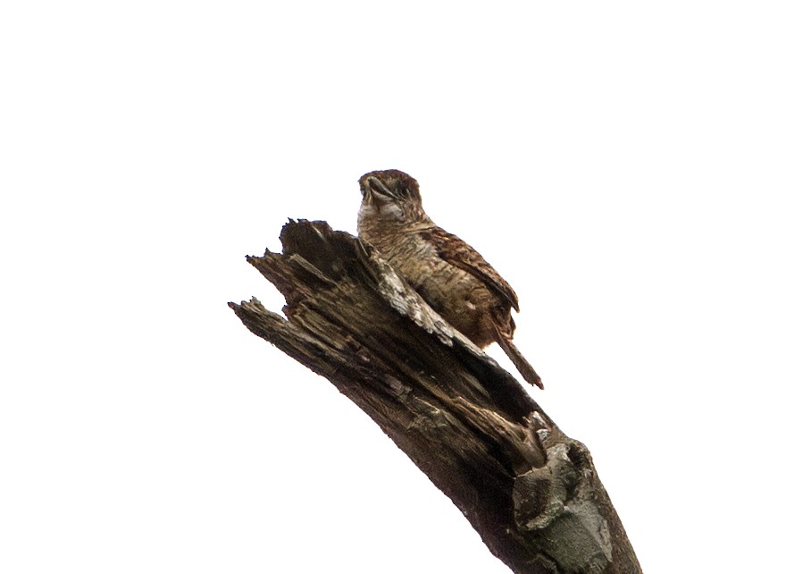 Tigerfaulvogel - ML645919070