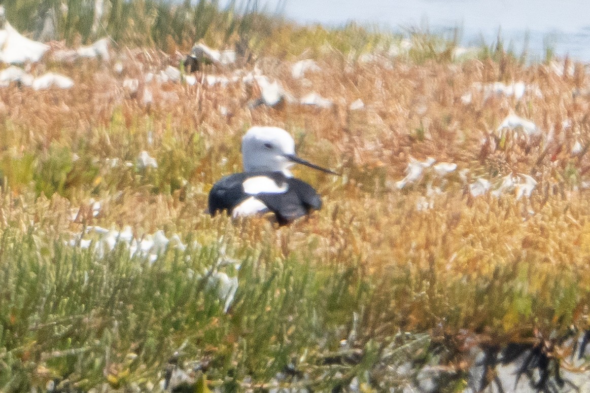 Zankaluze eurasiarra - ML645919071