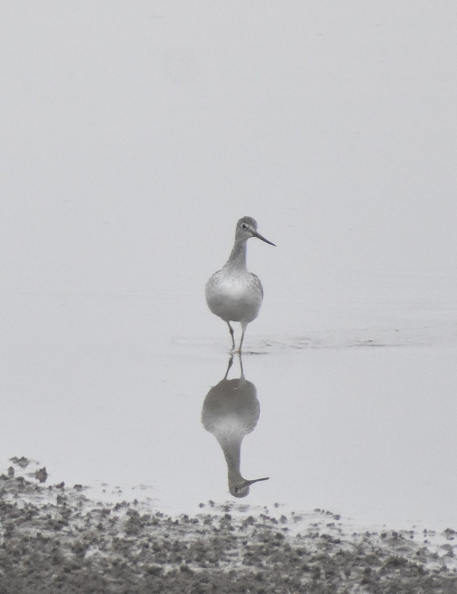Greater Yellowlegs - ML645919075