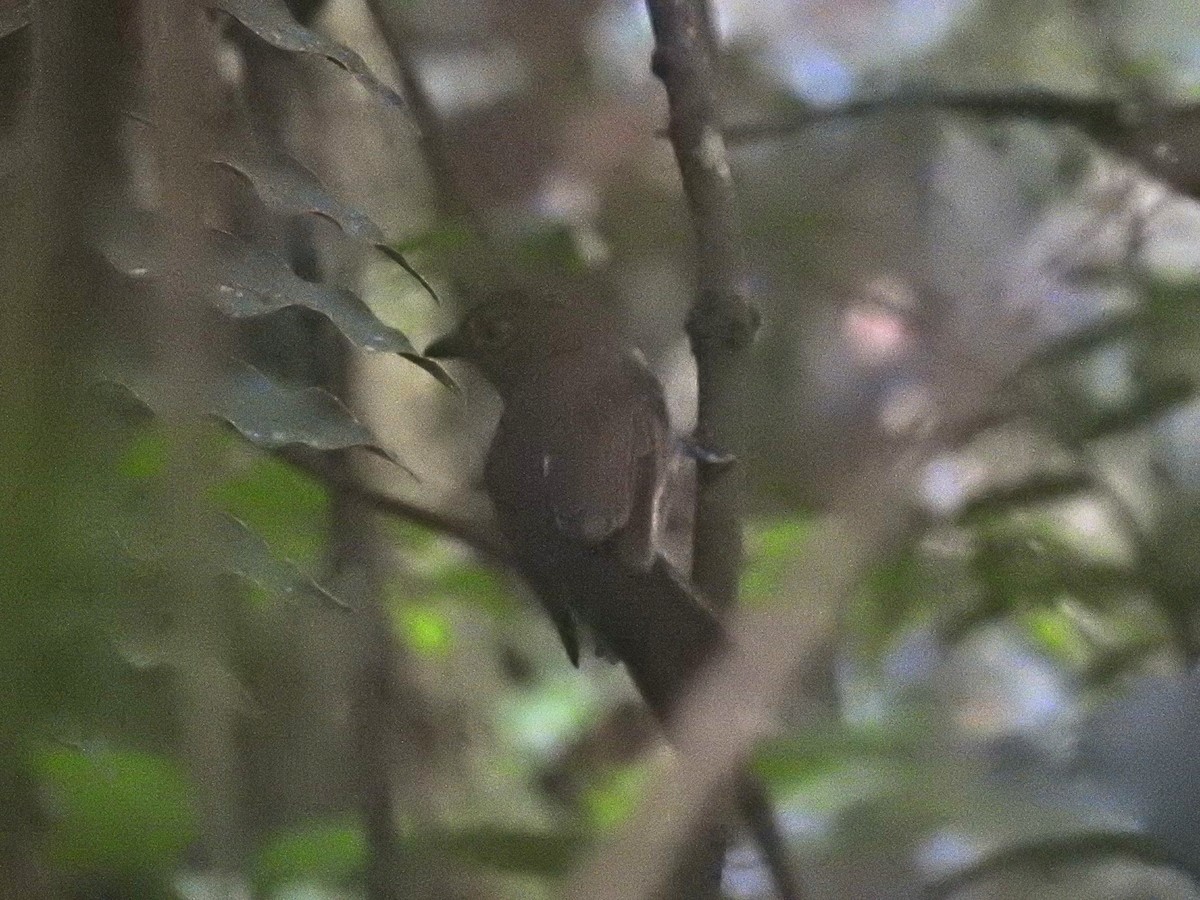Brown-winged Schiffornis (East Amazonian) - ML645919094