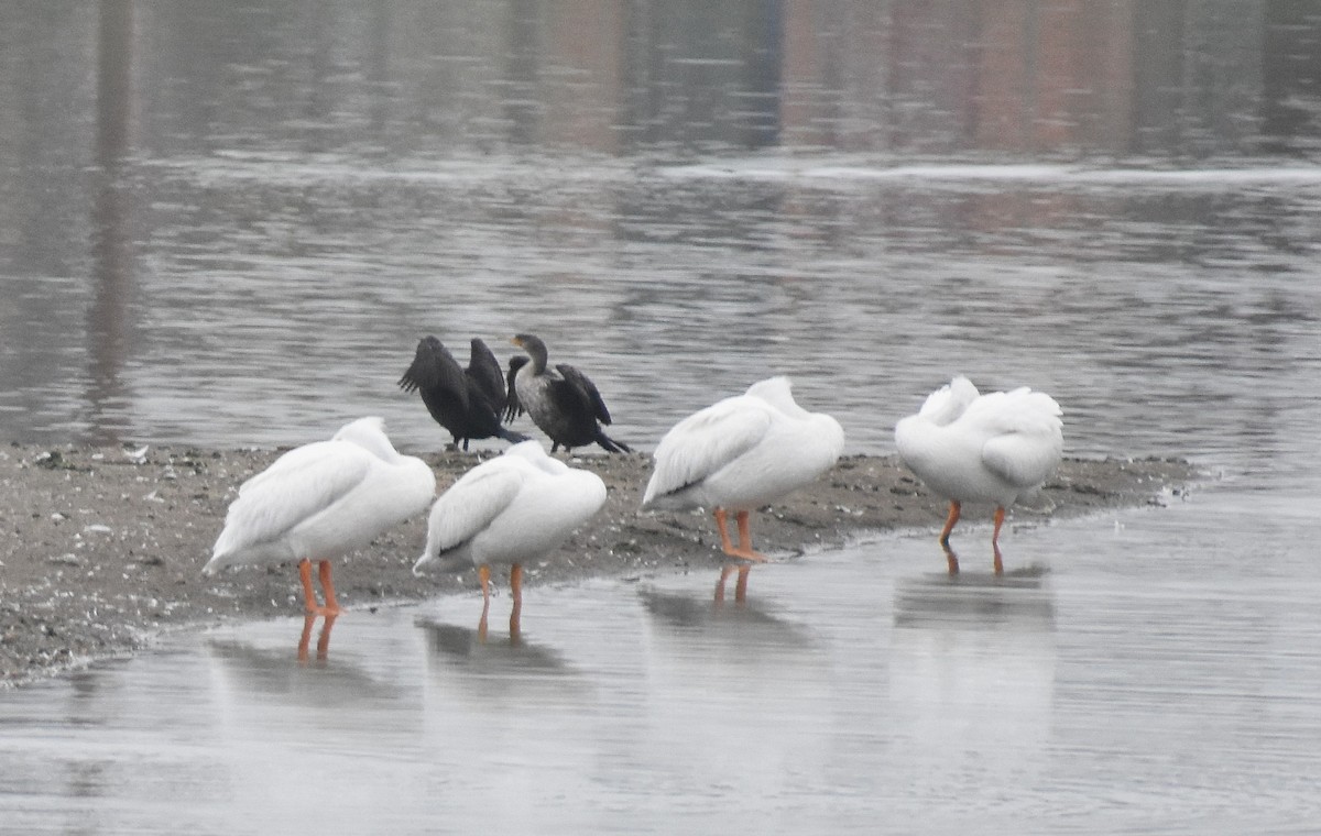 American White Pelican - ML645919098