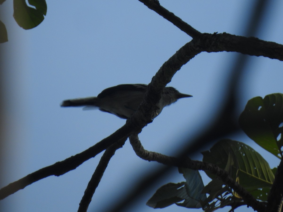 Aripuana Antwren - ML645919117