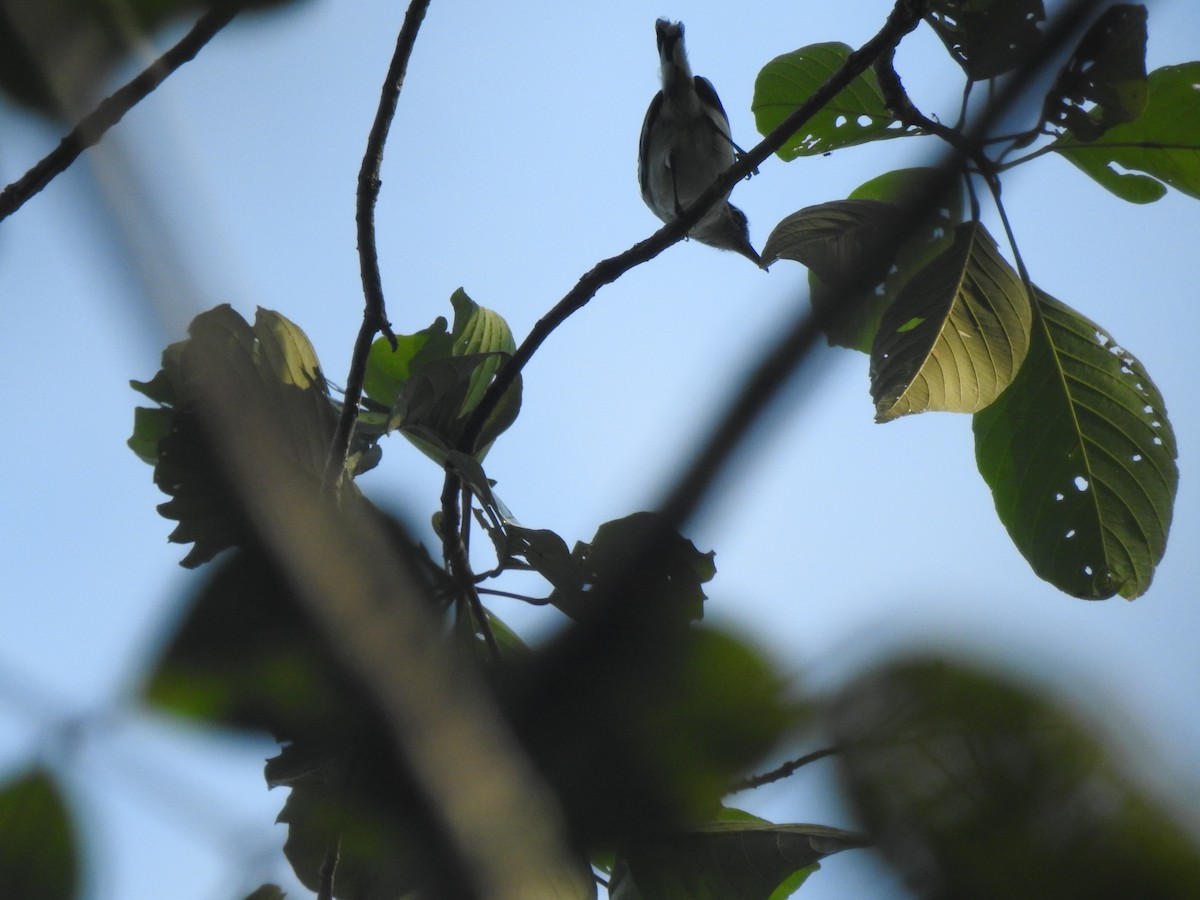 Aripuana Antwren - ML645919118